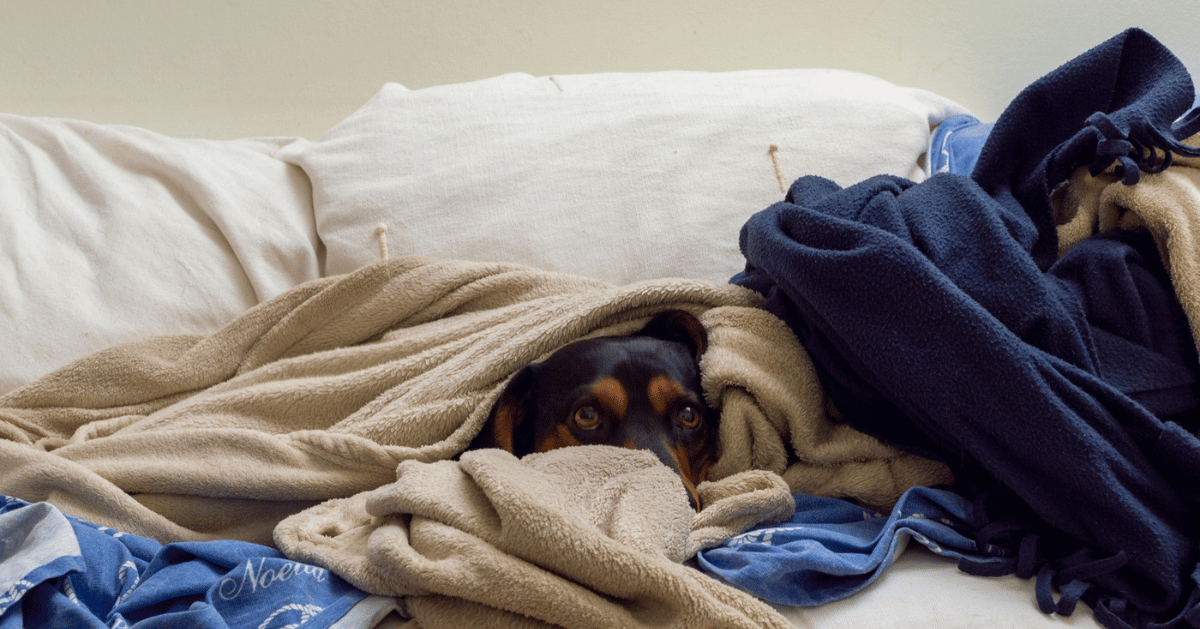 why Dachshunds Burrow In Blankets