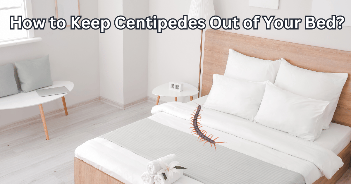 How to Keep Centipedes Out of Your Bed