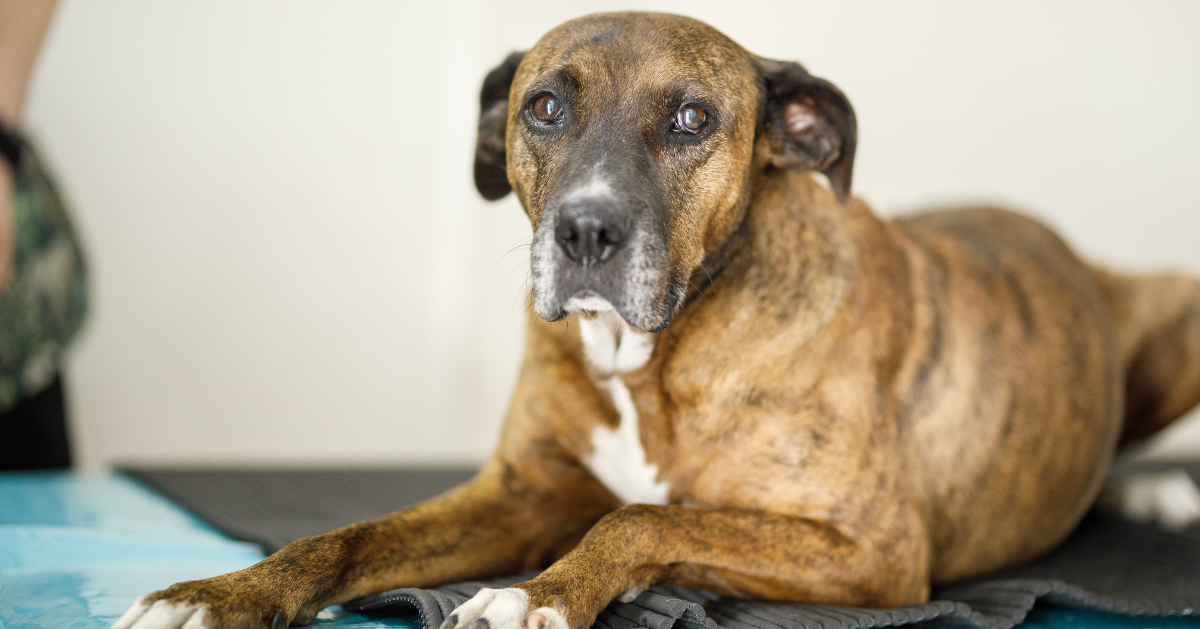 Can Older Dogs Get Parvo? Prevention, Care, and Recovery Explored