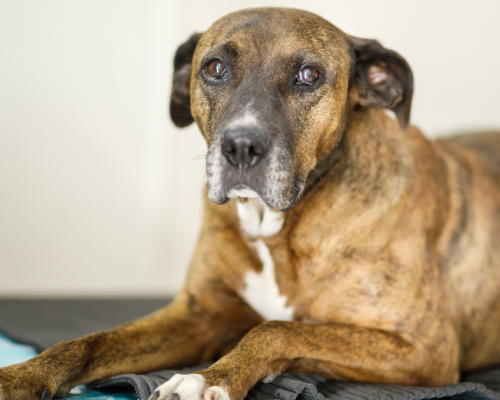 Can Older Dogs Get Parvo? Prevention, Care, and Recovery Explored