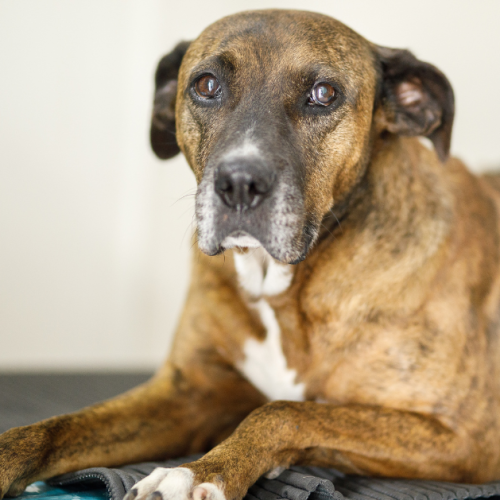 Can Older Dogs Get Parvo? Prevention, Care, and Recovery Explored