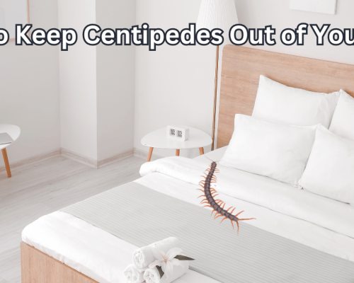 How to Keep Centipedes Out of Your Bed?