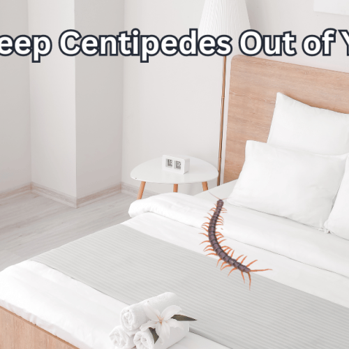 How to Keep Centipedes Out of Your Bed?